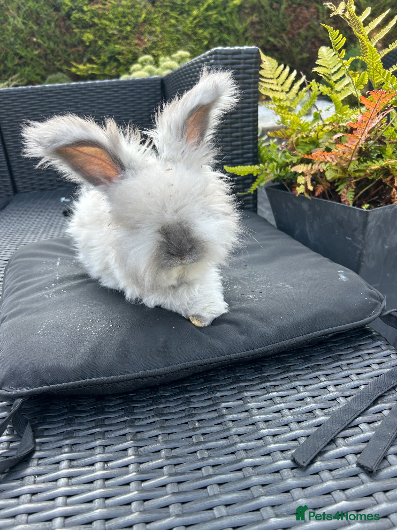 Angora rabbits Pure bred Angora bunnies £100 - Advert 13