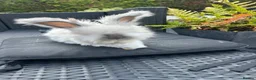 Angora rabbits for sale: Pure bred Angora bunnies £100 - Advert 1