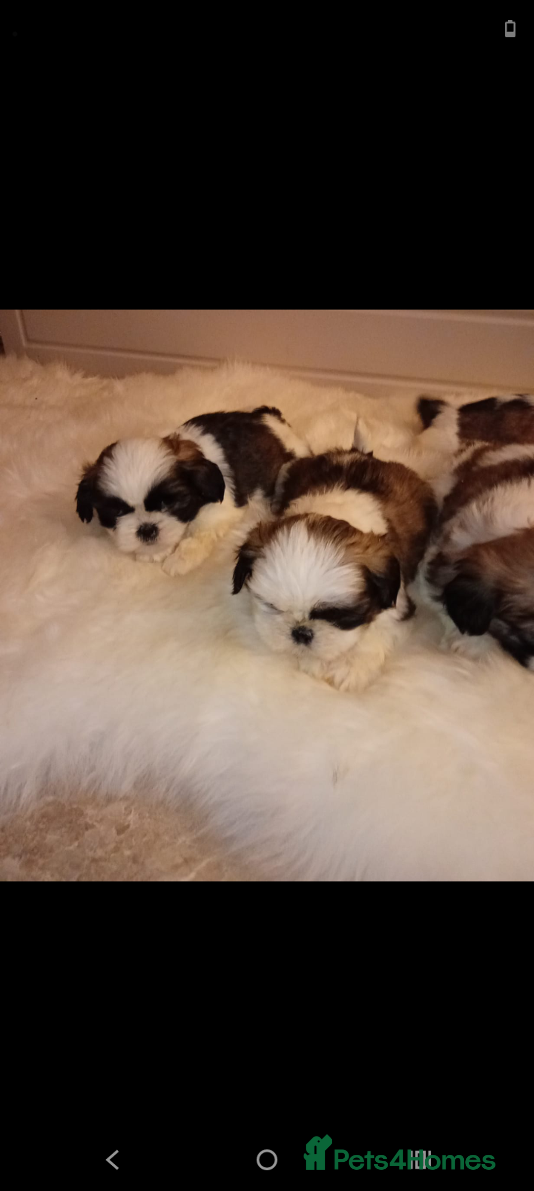 Shih Tzu dogs for sale: Shih Tzu puppies - Advert 1