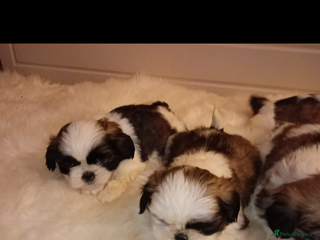 Shih Tzu dogs Shih Tzu puppies - Advert 16