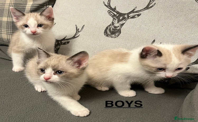 Ragdoll cats - Advert 1