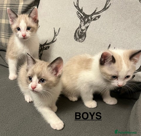 Ragdoll cats - Advert 9
