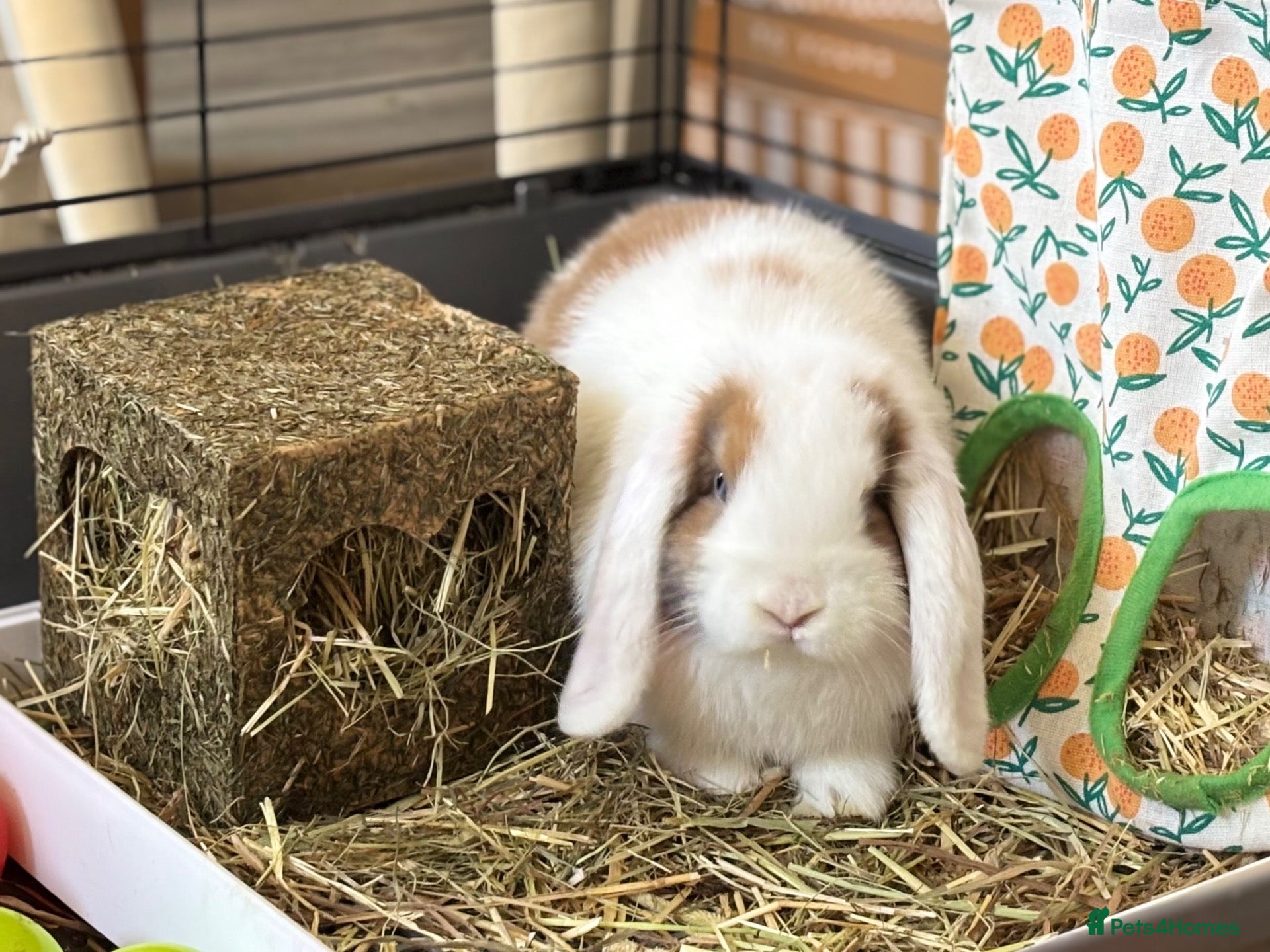 Mini Lop rabbits Only 1 baby mini lop left - boy - Advert 1