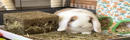 Mini Lop rabbits for sale: Reserved Only 1 baby mini lop left - boy - Advert 1