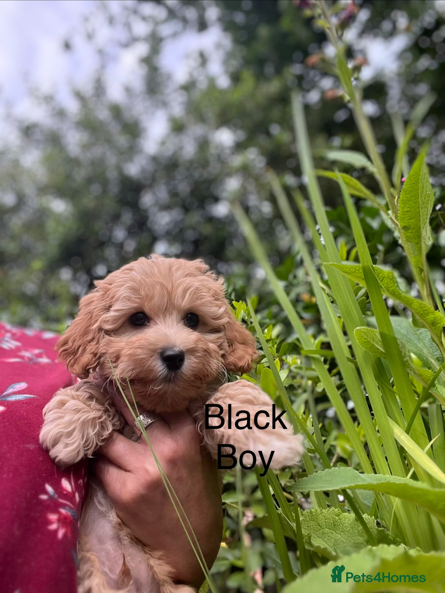 Maltipoo dogs LAST FEW BOY MALTIPOOS BOYS ONLY DNA CLEAR  - Advert 2