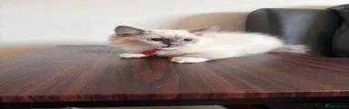 Ragdoll 4