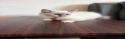 Ragdoll cats for sale: 6 perfect ragdoll kittens - Advert 11