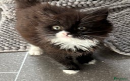 Mixed Breed cats for sale: One long haired girl for sale - Image 2