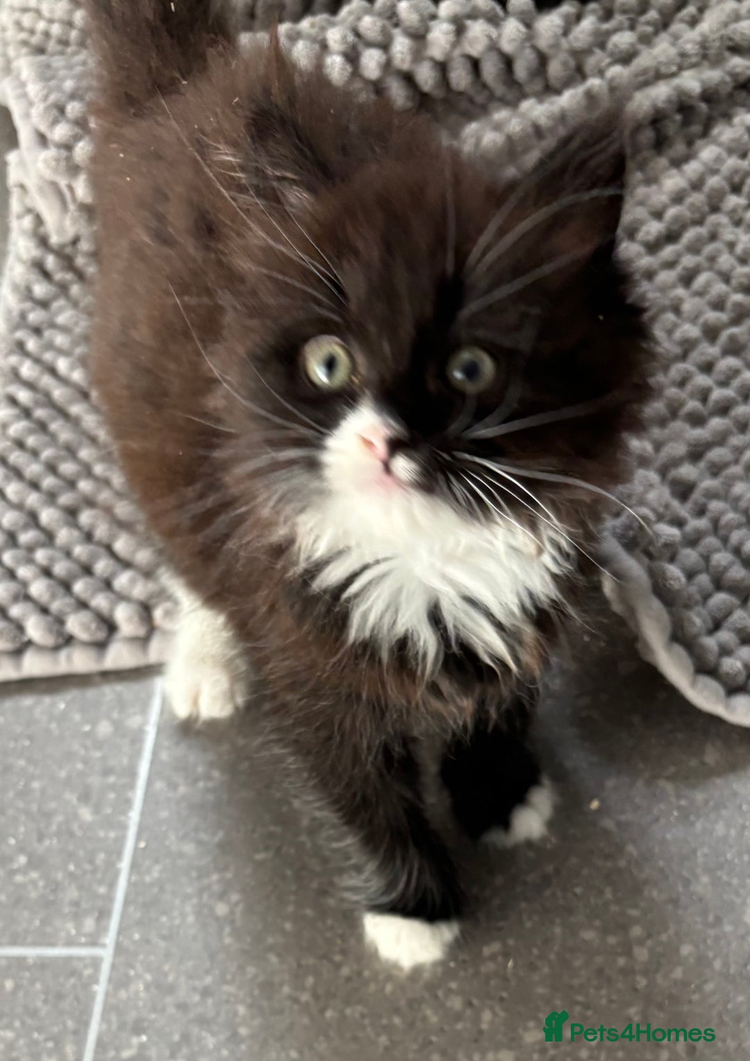 Mixed Breed cats for sale: One long haired girl for sale - Image 2
