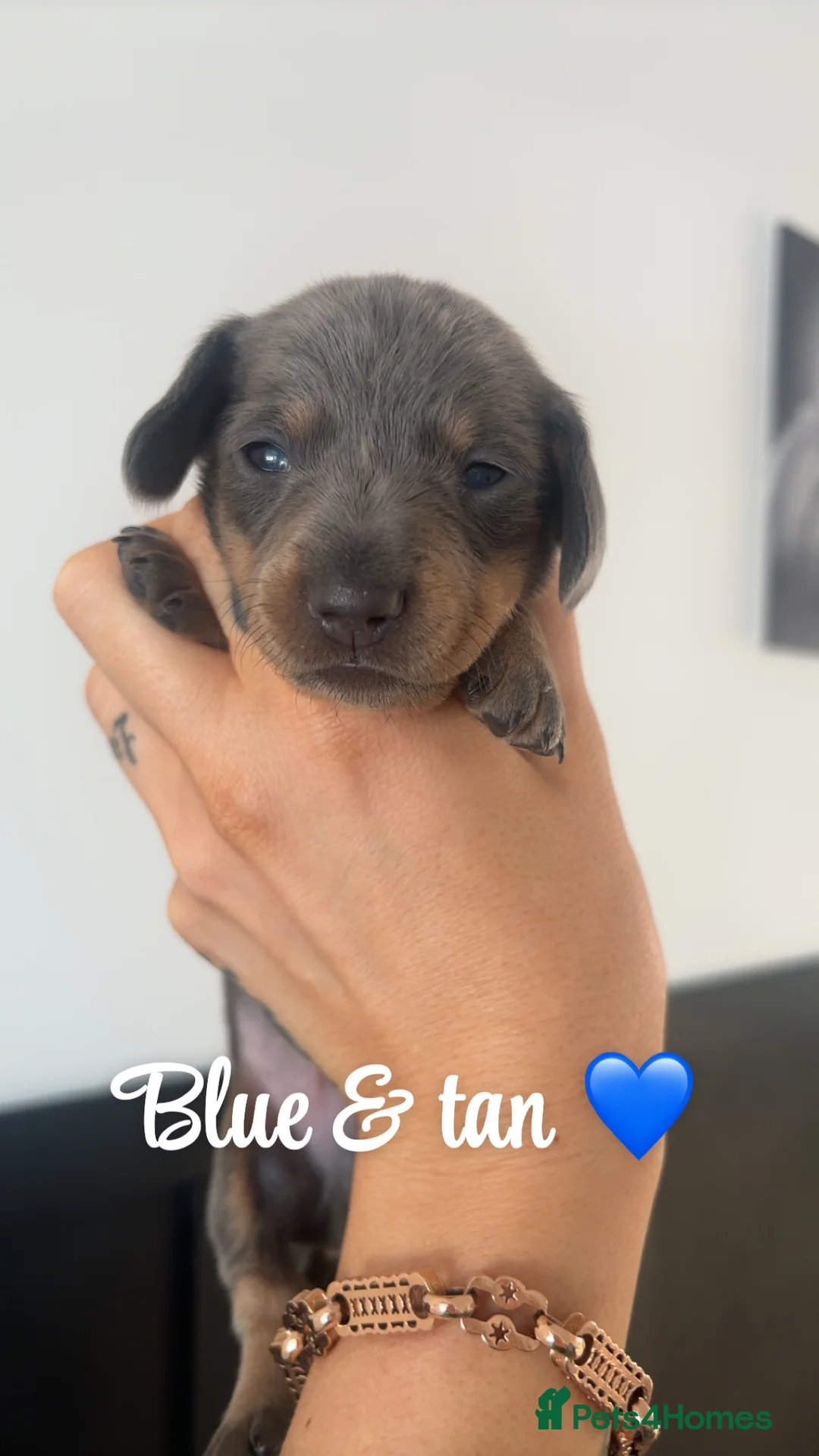 Miniature Dachshund dogs for sale: Miniature smooth haired dachshund  - Advert 6