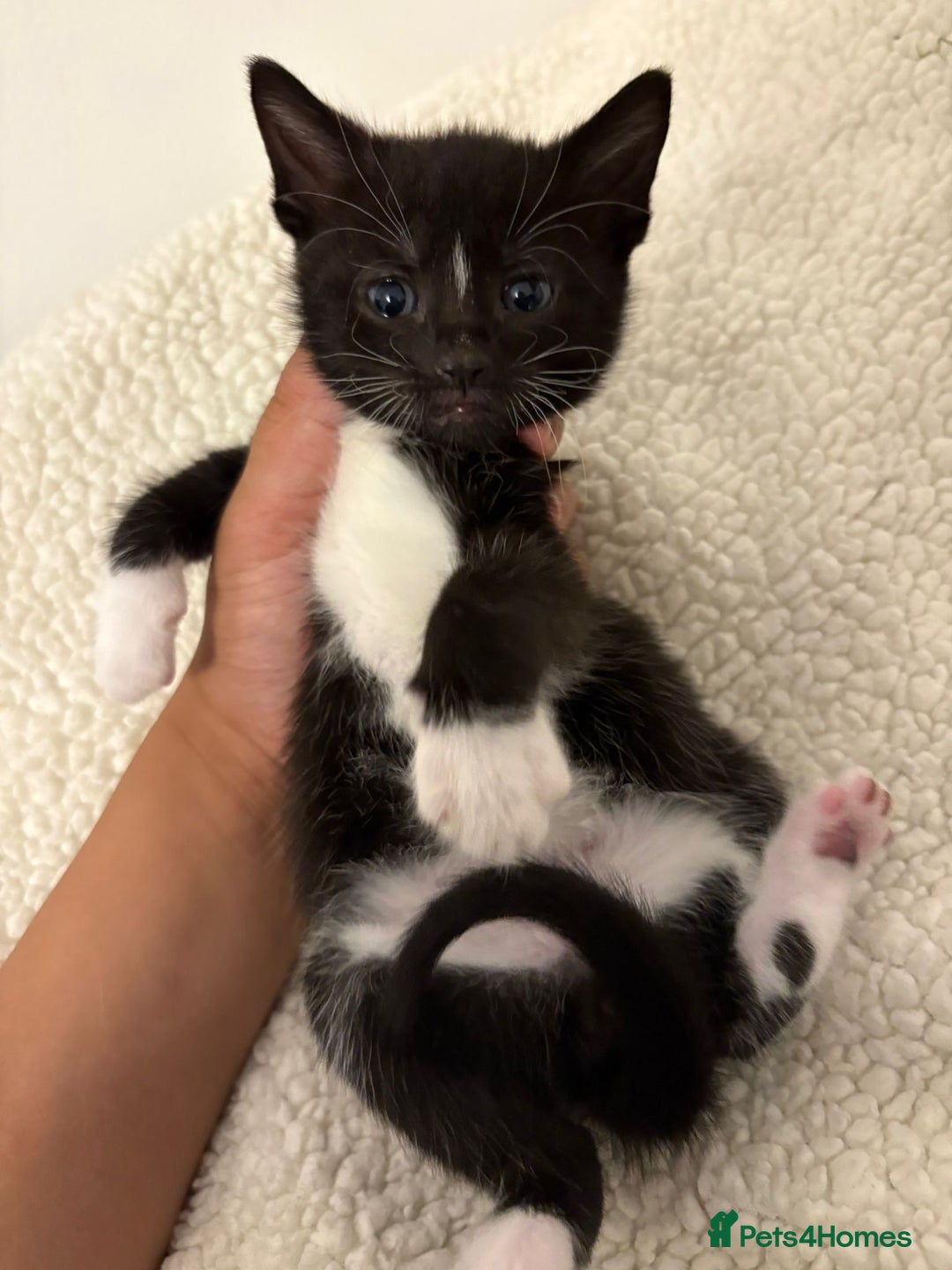Mixed Breed cats for sale: beautiful kittens  - Image 8