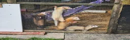 Ferret rodents for sale: Young Ferrets 14+ weeks  in Yelverton - Advert 11