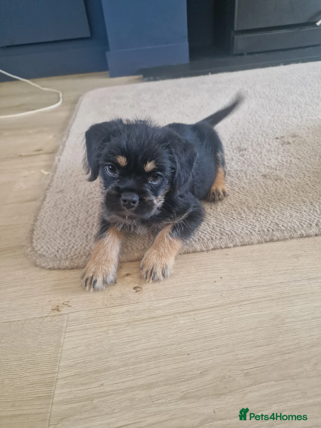 Mixed Breed dogs for sale: 2 beautiful frenshipoo boys - Advert 3