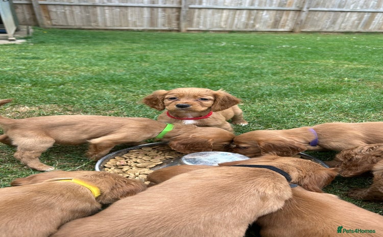 Cocker Spaniel dogs - Advert 1