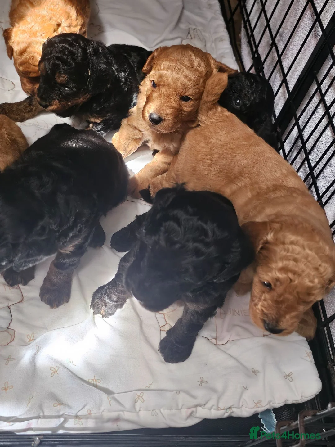 Cavapoo dogs for sale: Adorable Cavapoo Puppies Looking for Loving Homes - Advert 2
