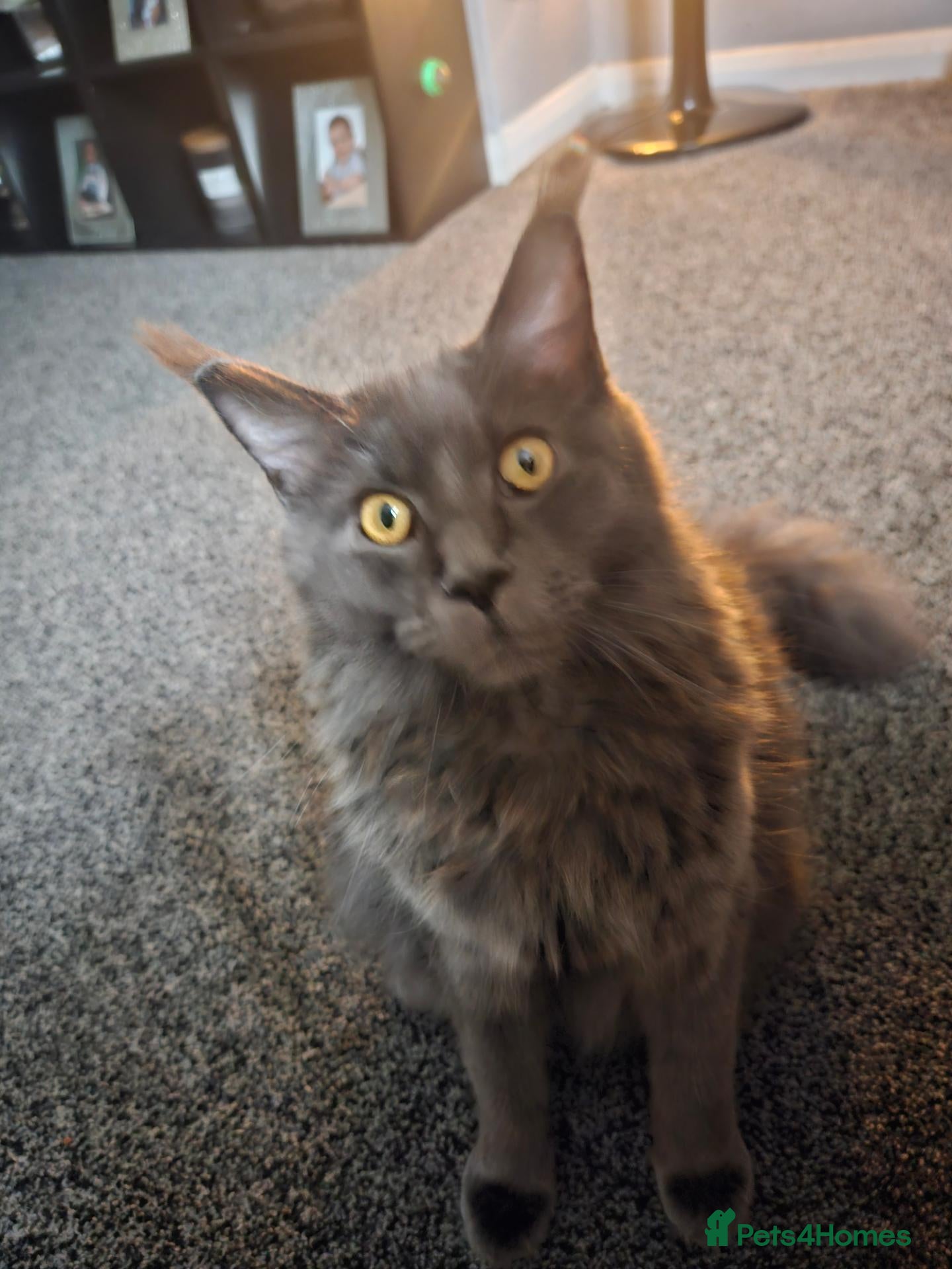 Maine Coon cats for sale: Grey female mane coon - Advert 17