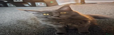 Maine Coon 1
