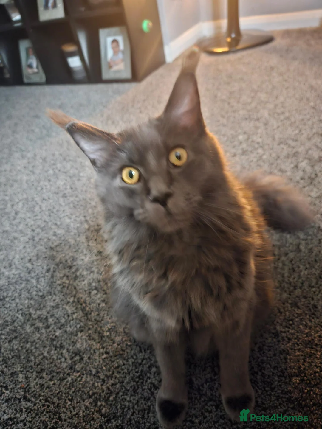 Maine Coon cats for sale: Grey female mane coon - Advert 1