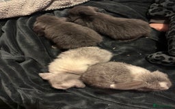 Mini Lop rabbits for sale: Extremely friendly mini lop babies for sale  - Image 3