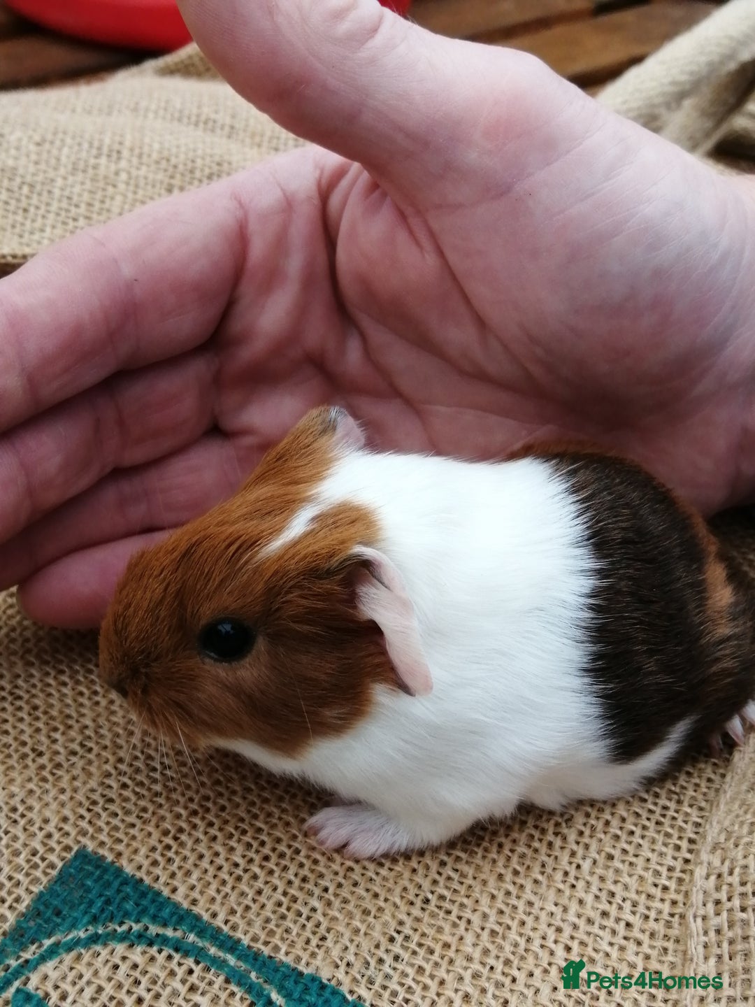 Guinea Pig rodents for sale: Fluffy guinea pigs for sale £35 - Image 6