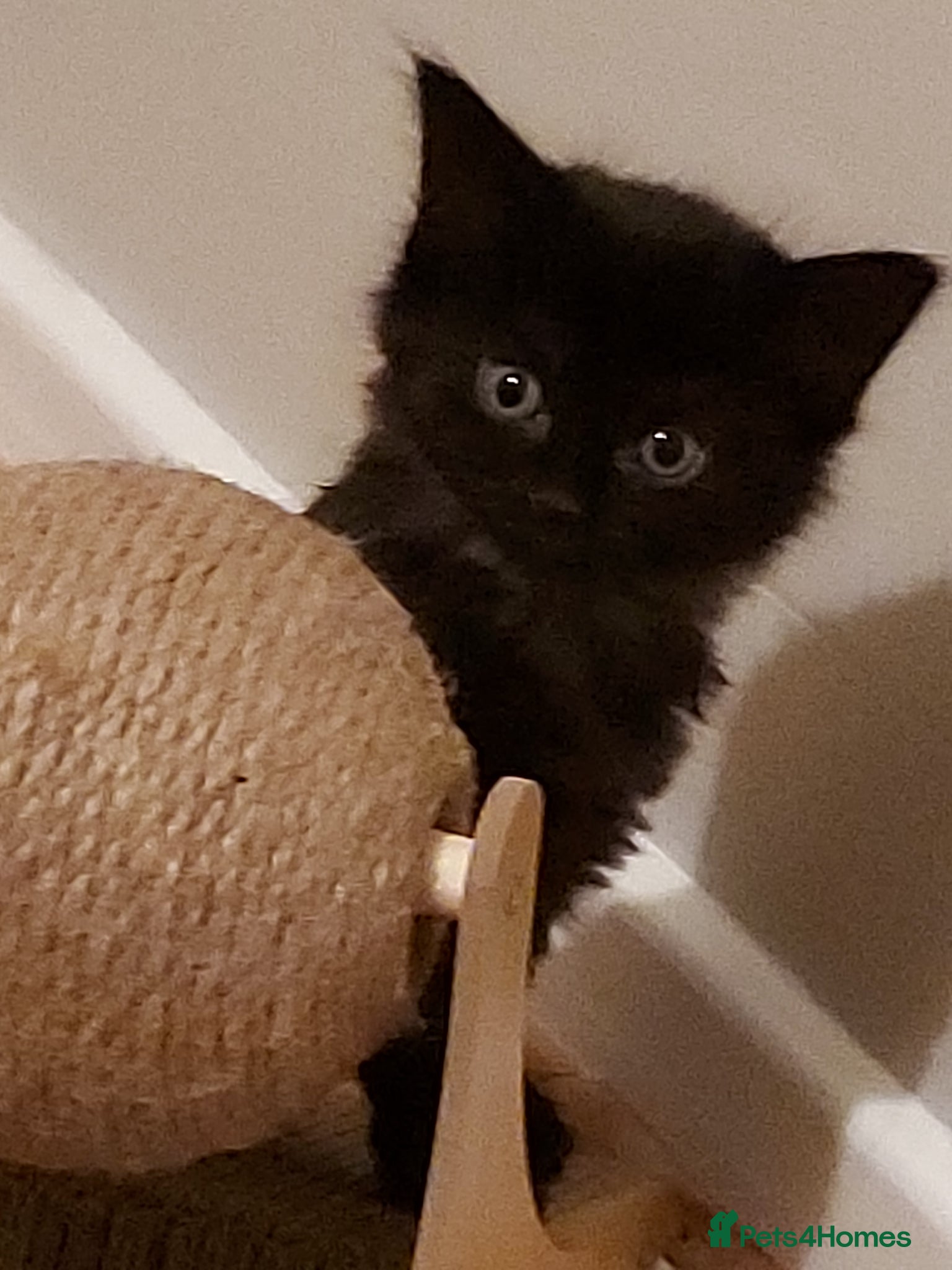 Mixed Breed cats Beautiful long haired kittens  - Advert 14