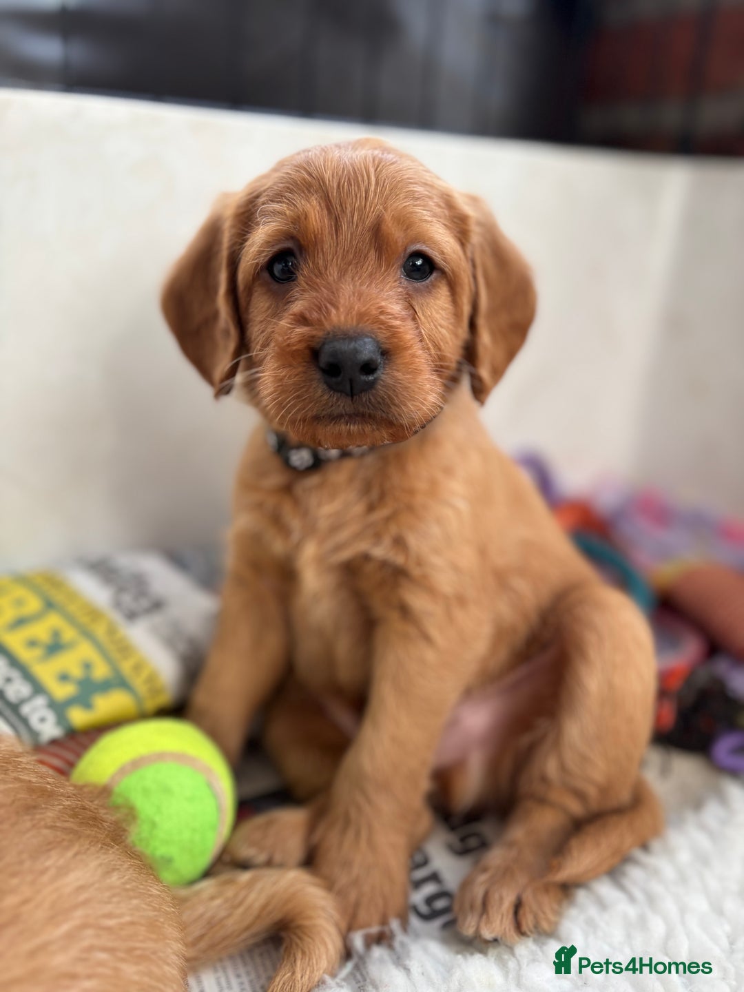 Labradoodle dogs for sale: F1 Labradoodle Puppies - Advert 1
