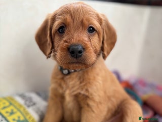 Labradoodle dogs F1 Labradoodle Puppies - Advert 5