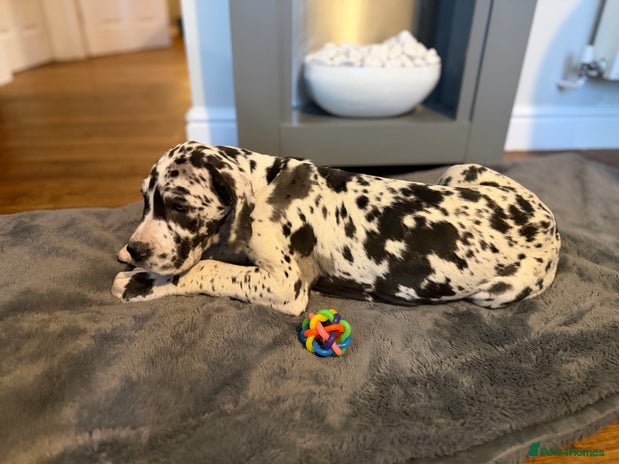 Great Dane dogs - Advert 1