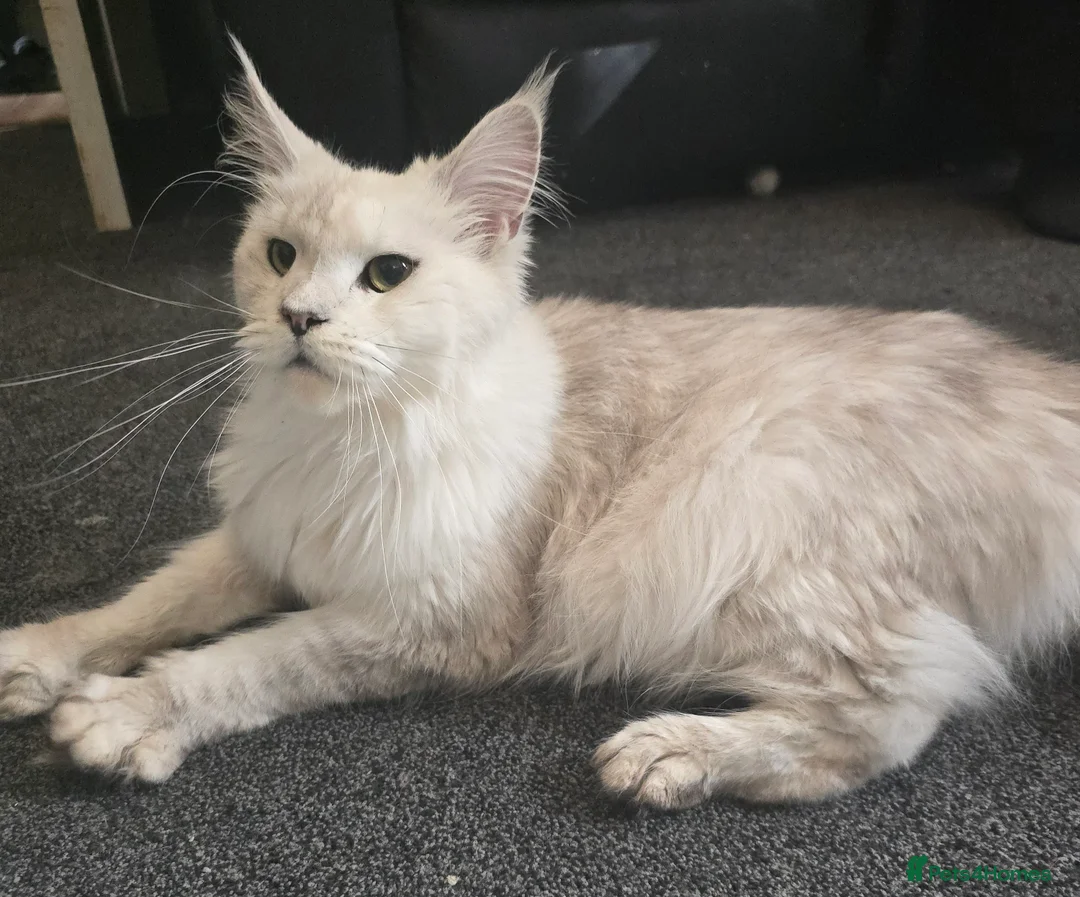 Maine Coon cats for sale: Rare Stunning Blue Shaded Maine Coon Kitten - Advert 12