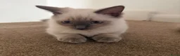 Ragdoll cats for sale: Ready to go beautiful ragdoll kittens in Wembley - Advert 3