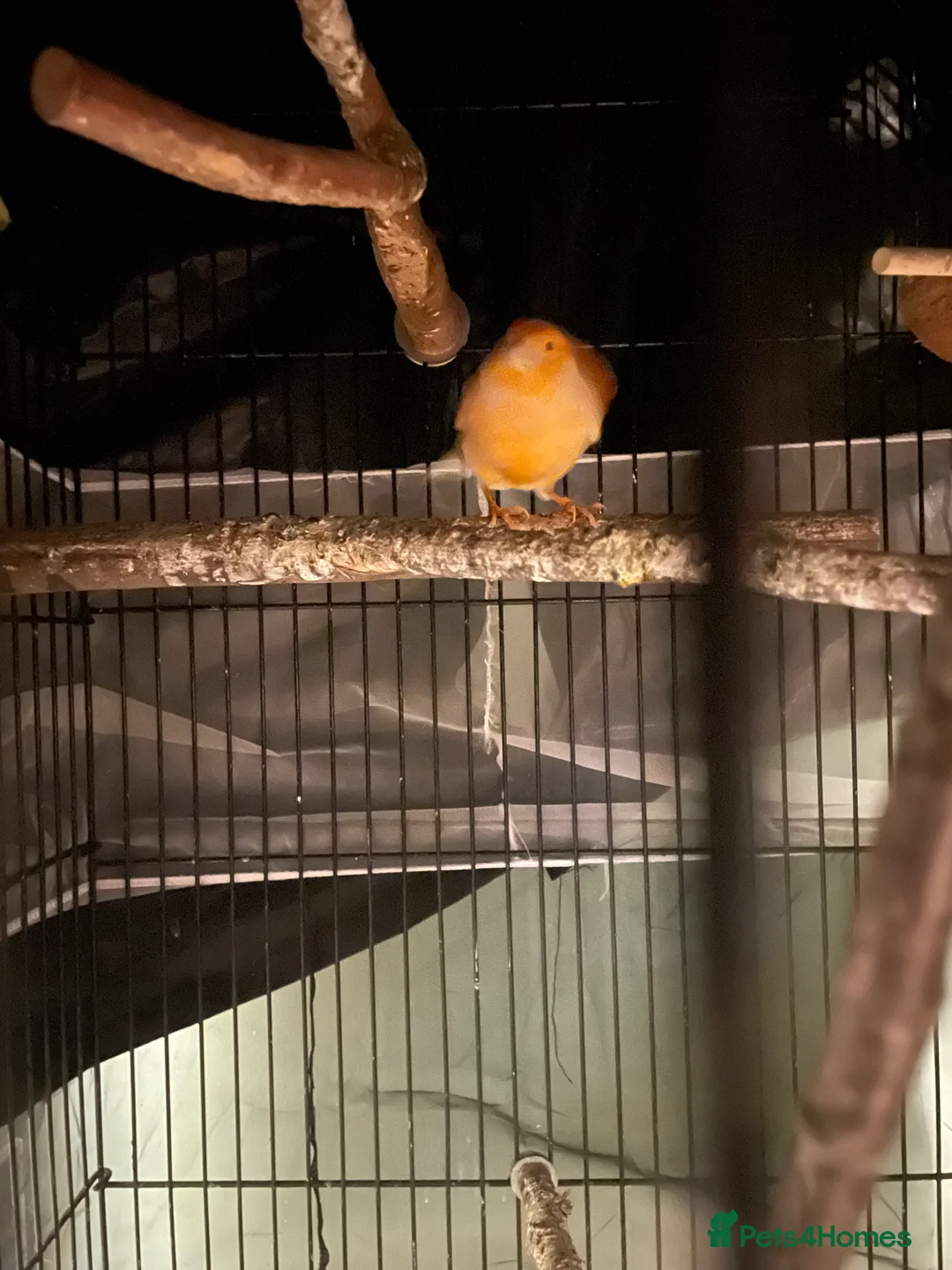 Canaries birds for sale: Canaries as a pair for sale - Advert 4