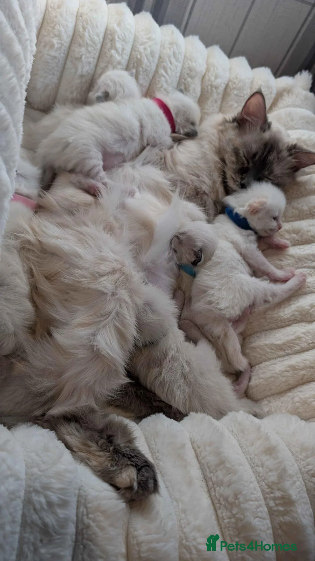 Ragdoll cats for sale: Six beautiful ragdoll kittens - Advert 2