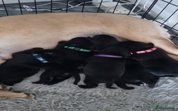 Mixed Breed dogs for sale: 6 beautiful black labrador x pocket bullie pups  - Image 1