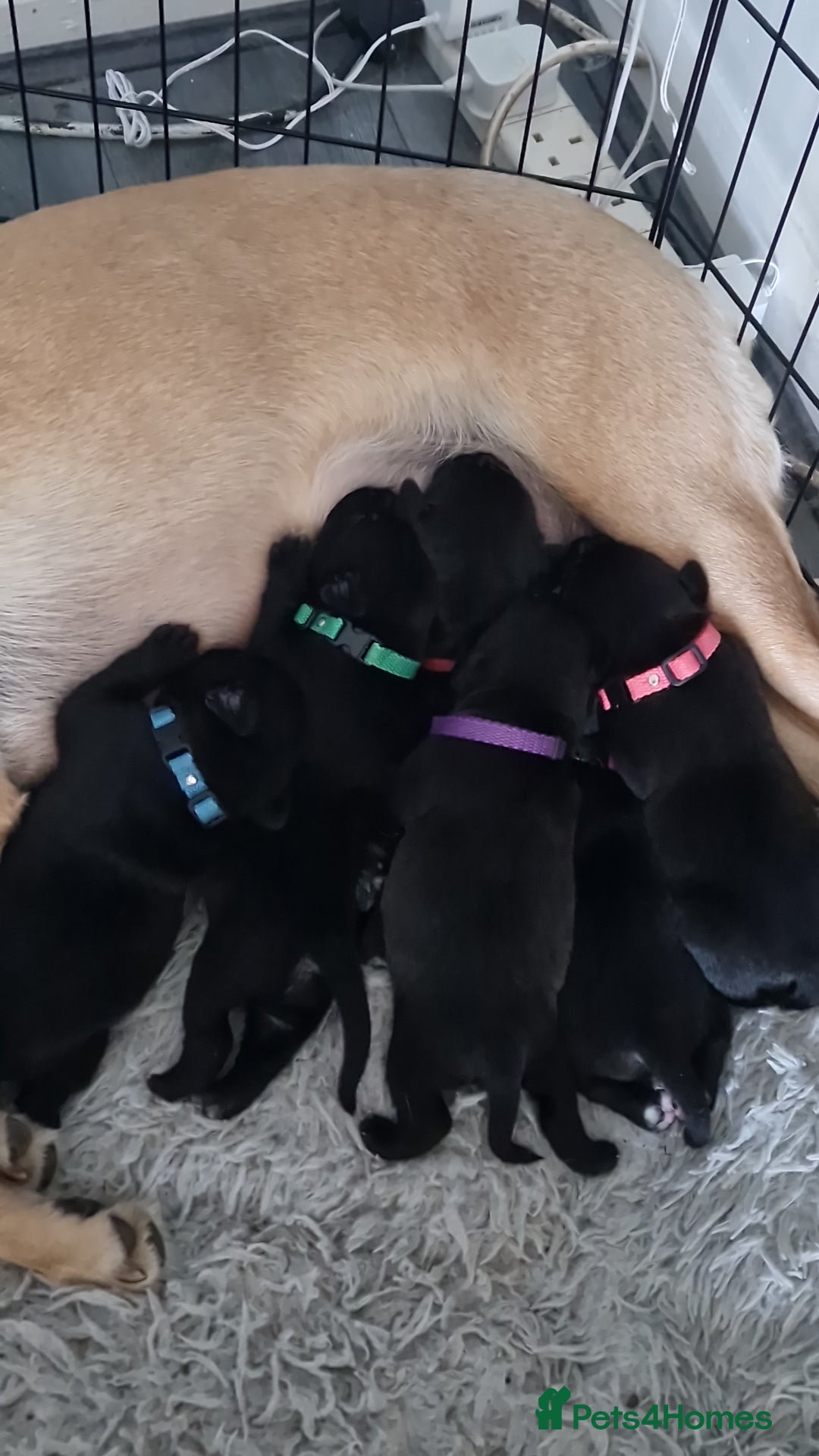 Mixed Breed dogs for sale: 6 beautiful black labrador x pocket bullie pups  - Image 1