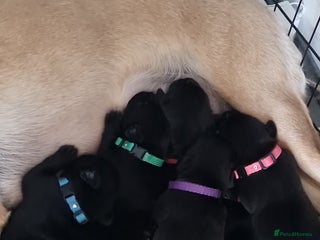 Mixed Breed dogs - Advert 5