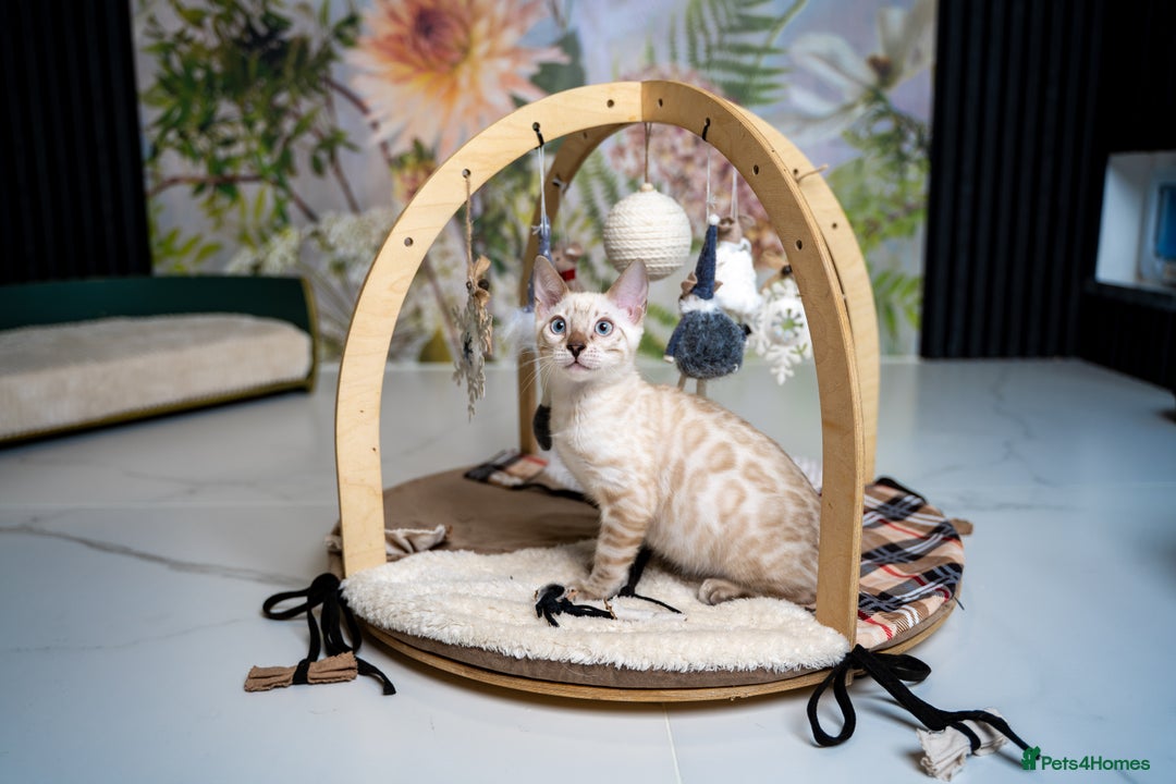 Bengal cats for sale: SNOW LYNX PURE BENGAL BOY-Frankie-Top Personality - Advert 23