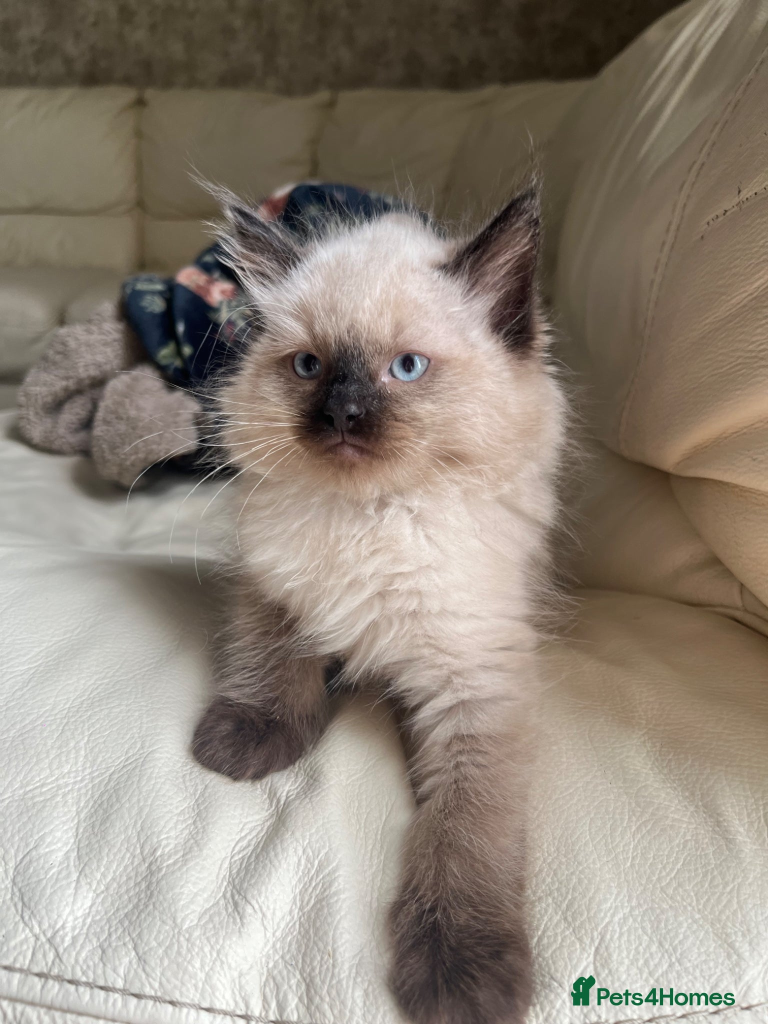 Ragdoll cats Ragdoll kittens only one left available  - Advert 1
