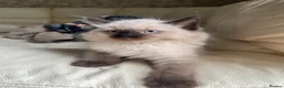 Ragdoll cats for sale: Ragdoll kittens  - Advert 9