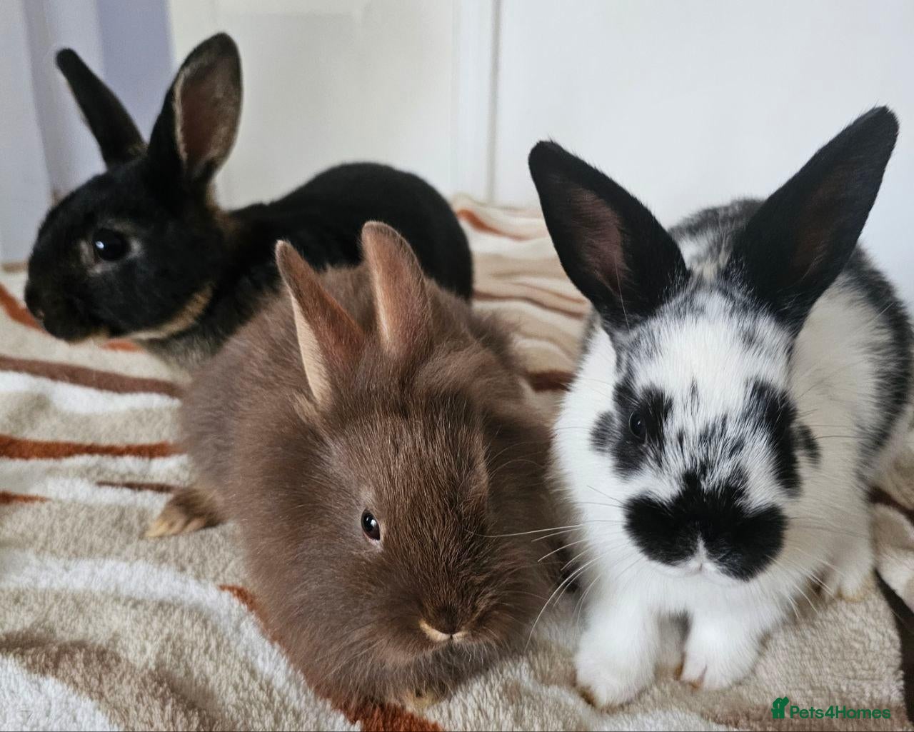Mixed Breed rabbits for sale: Adorable Bunnies for Sale! - Advert 15