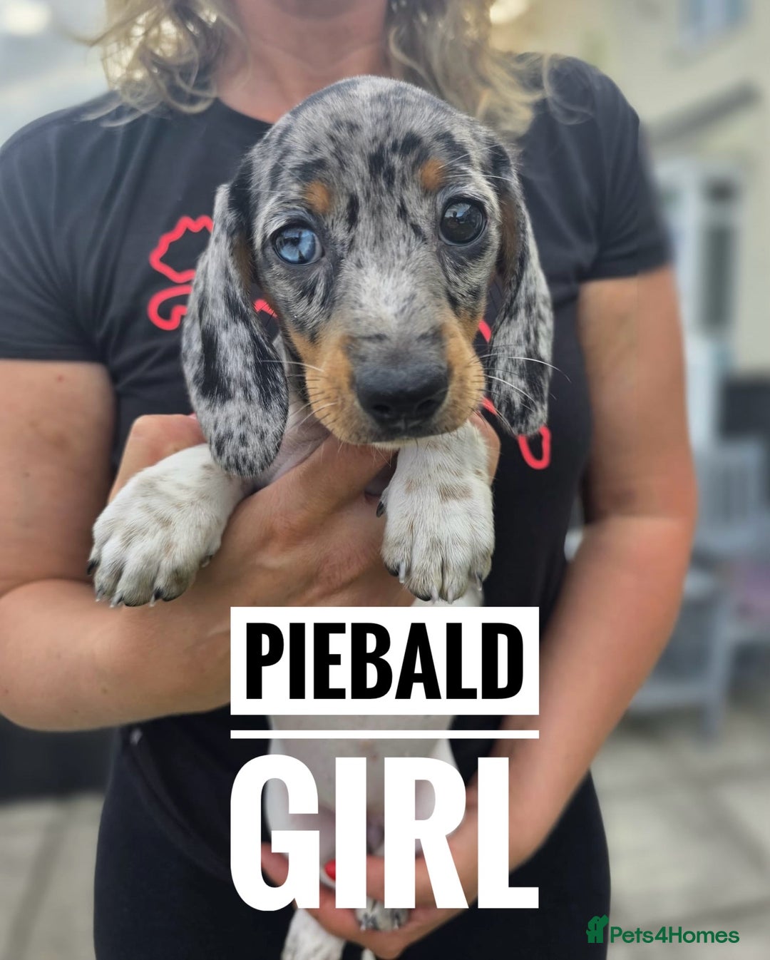 Dachshund dogs for sale: Beautiful piebald and dapple dachshund puppies  - Image 21