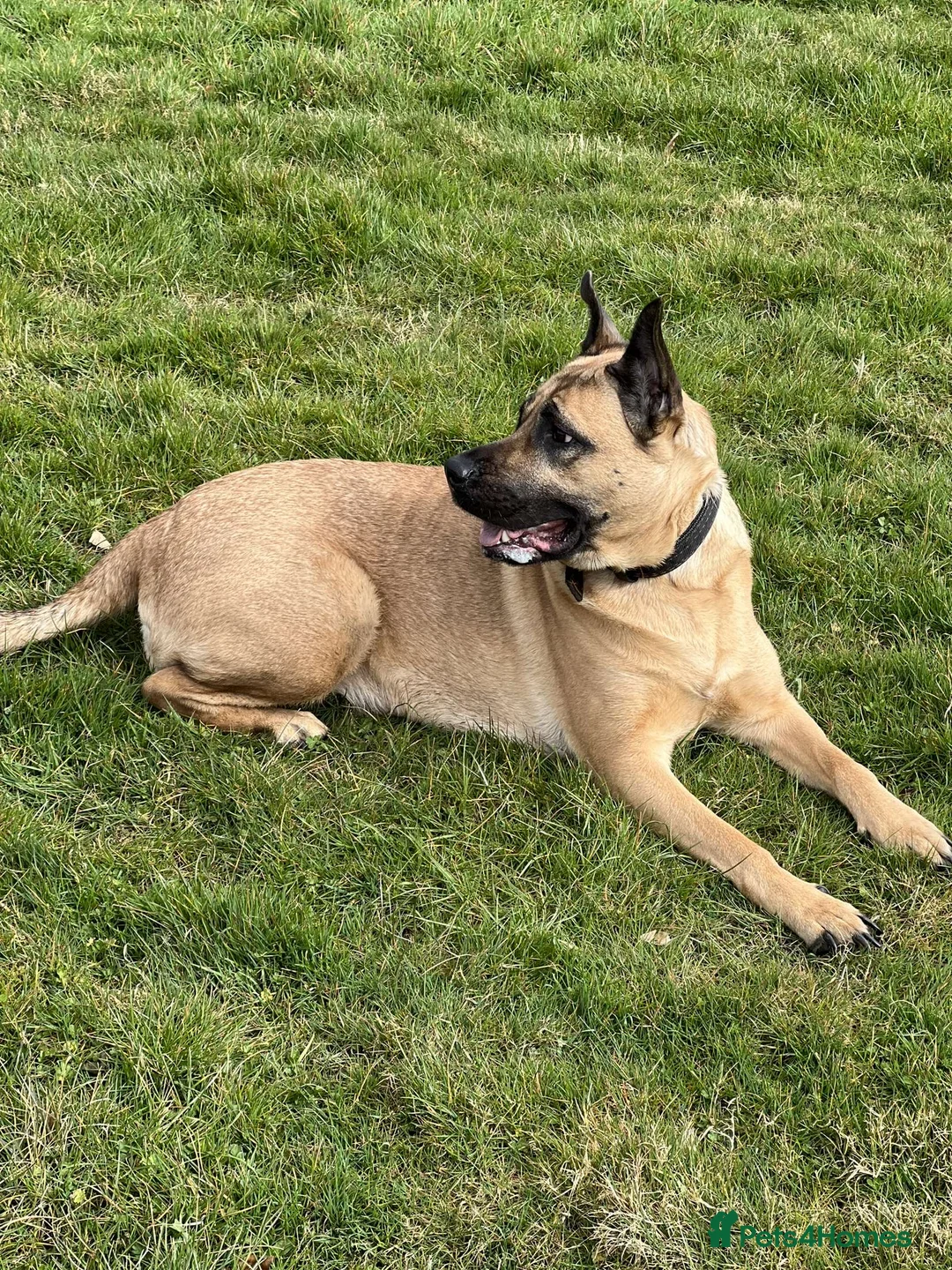 Mixed Breed dogs for sale: Rehoming And looking for a forever home - Advert 2