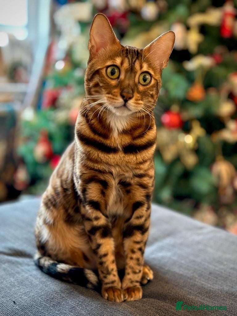 Bengal cats Lovely 4 year old bengal for rehoming - Advert 1