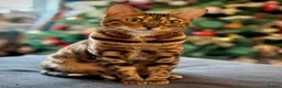 Bengal cats for sale: Lovely 4 year old bengal for rehoming in Twickenham - Advert 1
