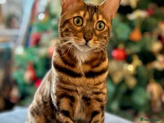Bengal cats Lovely 4 year old bengal for rehoming - Advert 1