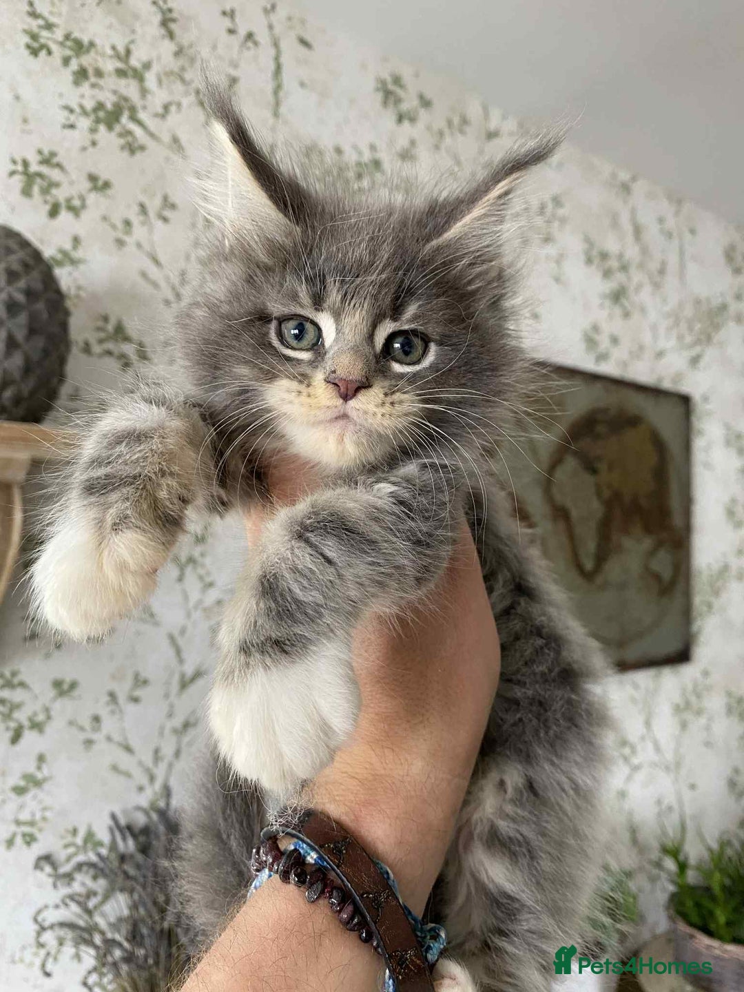 Maine Coon cats for sale: Maine coon kittens  - Advert 3