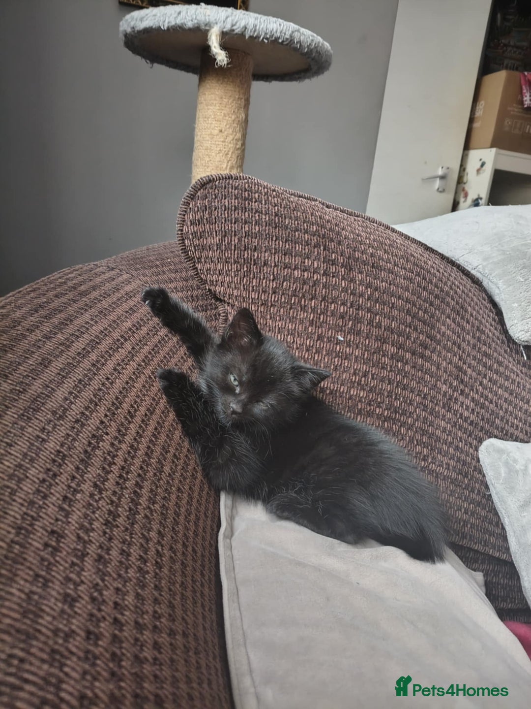 Domestic Shorthair cats for sale: 4 beautiful kittens for sale  - Advert 14