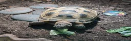 Tortoise reptiles for sale: Sheldon – Russian/Horsfield's Tortoise - Advert 2