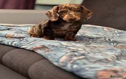 Dachshund dogs for sale: SOLD OUT! Thank you very much!!! Lovely Dachshunds - Advert 14