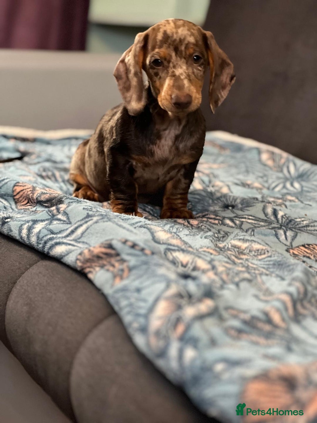 Dachshund dogs for sale: SOLD OUT! Thank you very much!!! Lovely Dachshunds - Advert 14