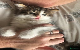 British Longhair cats for sale: Ready Now!! Beautiful BLH Kittens 💜🐾 - Image 8